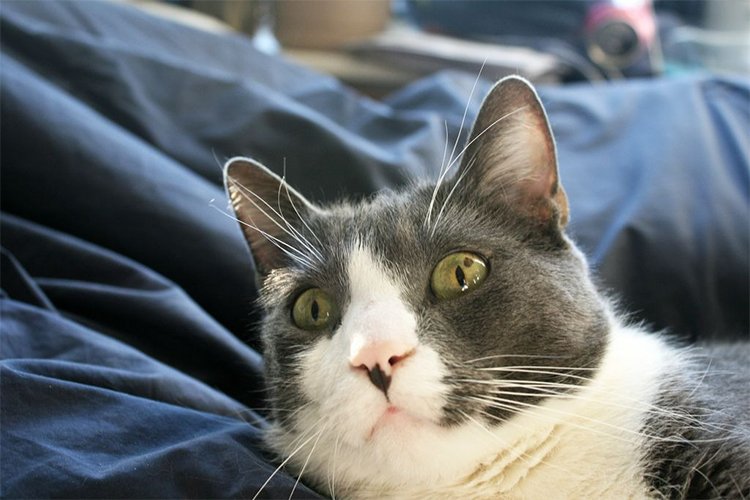 7 Things People Do That Cats Hate