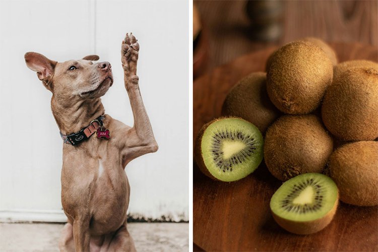 Can dogs eat kiwi?