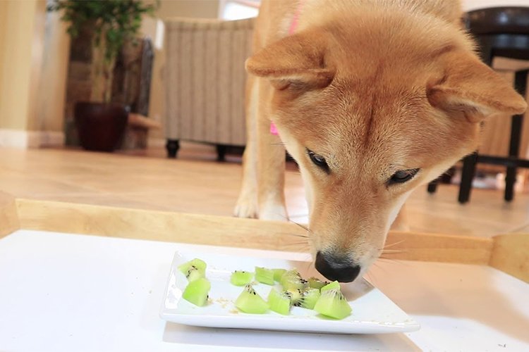 Can dogs eat kiwi?