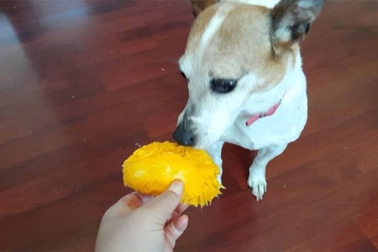 Can dogs eat mango?