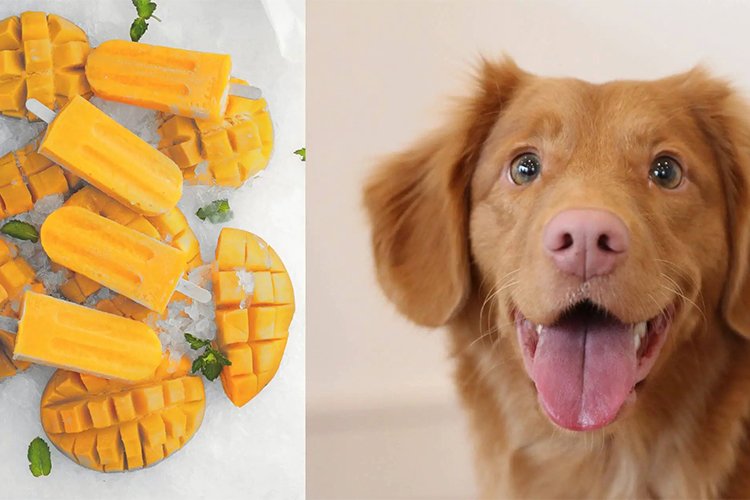 Can dogs eat mango?