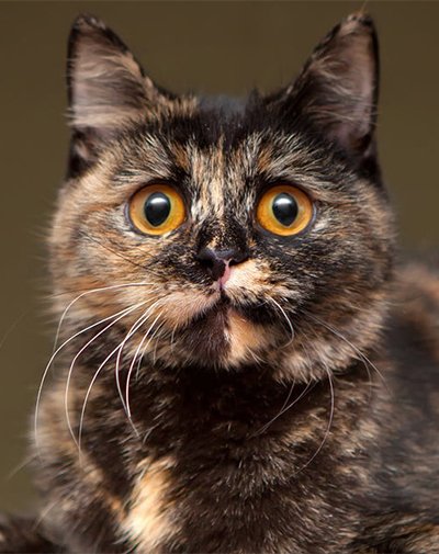 8 Fascinating Facts About Tortoiseshell Cats