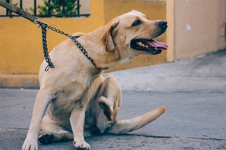 Diatomaceous earth for flea control