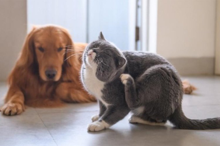 Diatomaceous earth for flea control