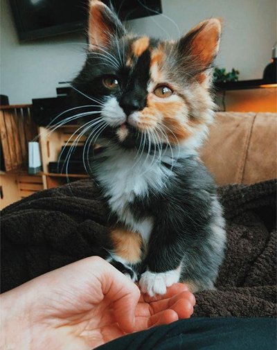 Are Calico cats always female?