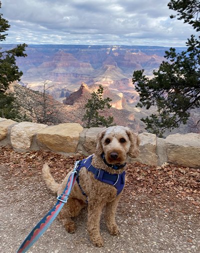 Exploring Pet-Friendly National Parks: What You Need to Know