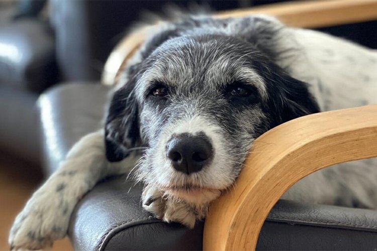 Elderly dementia in dogs