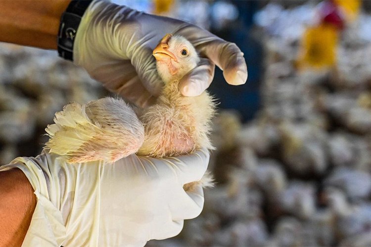 A Primer on Bird Flu: What to Know and Do