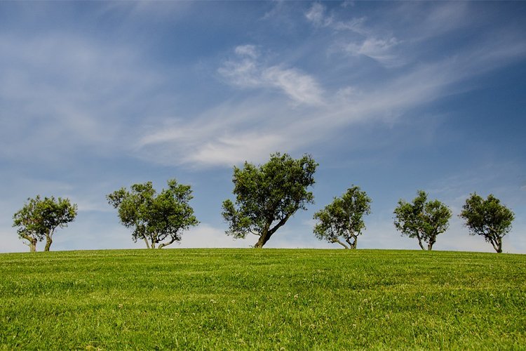 How do trees and green spaces improve our health?