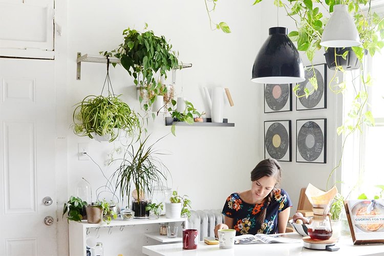 10 Houseplants That Will Thrive in Your Kitchen