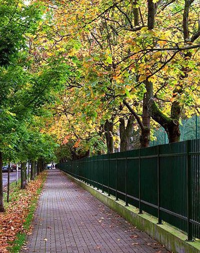 How do trees and green spaces improve our health?