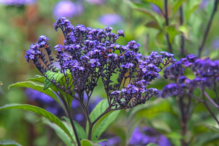 How to Grow and Care for Heliotropes