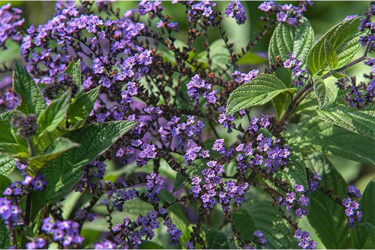 How to Grow and Care for Heliotropes