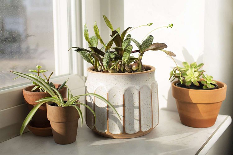 How to Grow and Care for the Squill