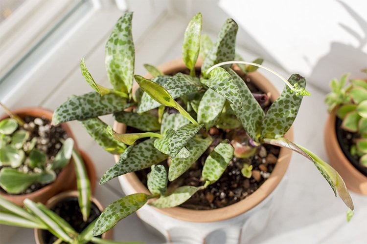How to Grow and Care for the Squill